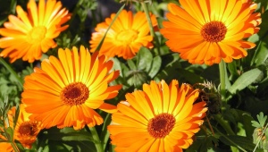 Krim C Calendula