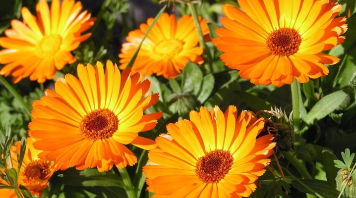 Creme Calendula C