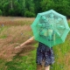 Green umbrella