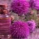 Burdock oil for eyelashes