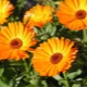 Creme Calendula C